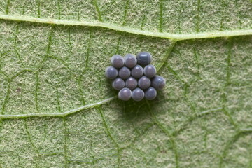 Insect eggs attached to the underside of a grape leaf.
