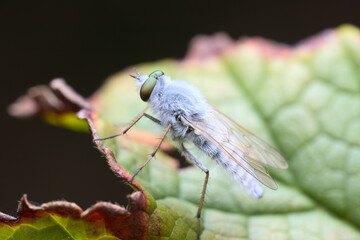 Side view of a Stiletto fly (Thereva) sitting on a blackcurrant leaf.