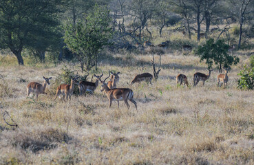 Impalas are medium-sized antelopes that roam the savanna and light woodlands of eastern and southern Africa.