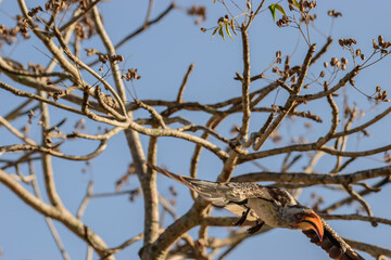 The red-billed hornbills are a group of hornbills found in the savannas and woodlands of sub-Saharan Africa.