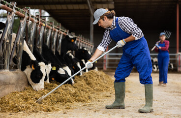 Farmer man feeds cows in cowshed at dairy cow farm