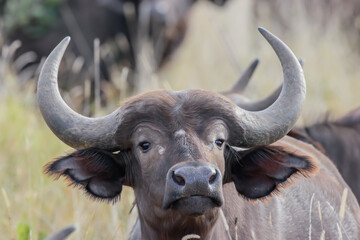 The African buffalo, Syncerus caffer, is a large sub-Saharan African bovine.