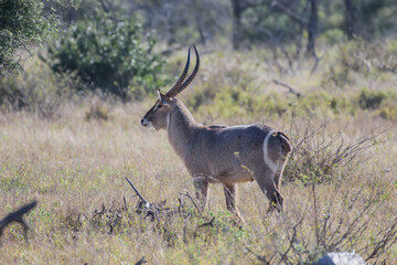 Impalas are medium-sized antelopes that roam the savanna and light woodlands of eastern and...