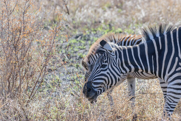 Obraz premium Zebras are African equines with distinctive black-and-white striped coats.