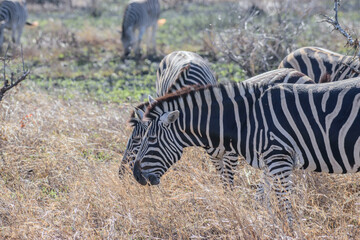 Zebras are African equines with distinctive black-and-white striped coats.