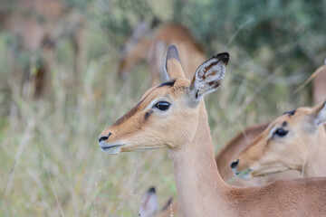 Obraz premium Impalas are medium-sized antelopes that roam the savanna and light woodlands of eastern and southern Africa.