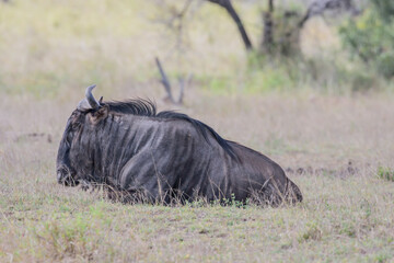 Wildebeest also called gnu are antelopes of the genus Connochaetes and native to Eastern and Southern Africa.