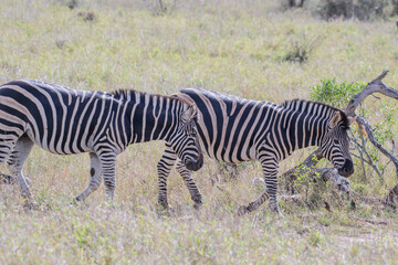 Zebras are African equines with distinctive black-and-white striped coats.