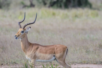 Naklejka na ściany i meble Impalas are medium-sized antelopes that roam the savanna and light woodlands of eastern and southern Africa.