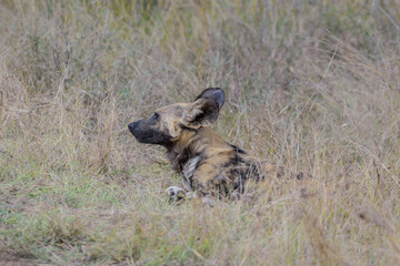The African wild dog, also called the painted dog or Cape hunting dog.