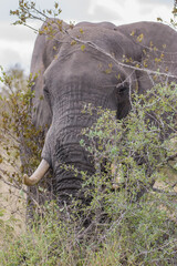 African elephants are a genus comprising two living elephant species, the African bush elephant and...