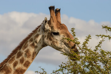 Giraffe is the tallest living terrestrial animal and the largest ruminant on Earth. © Racoonbtc