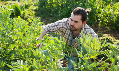 Young man harvesting broad beans on his organic plantation