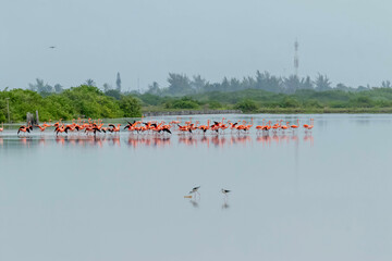 Cluster Of Pink Flamingos In Rio Lagartos With More Birds Landing In The Water To Join Them. In Celestun, Mexico.