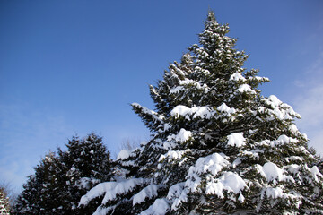Snowy pine tree on a blue sky