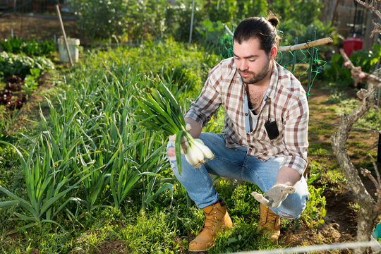 Gardener harvesting onions from the garden. High quality photo
