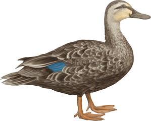 Duck fins paws beak feathers