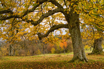 Herbstbild - Spaziergang in der Natur, buntes Laub und goldene Abendstunde
