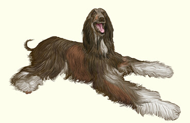 Afghan Shepherd Dog home friend domestic