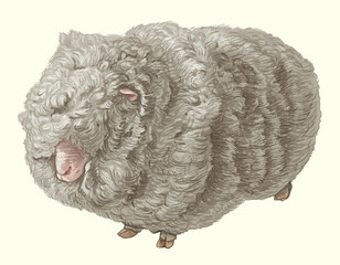 farm Sheep lying bleating curls wool hooves village