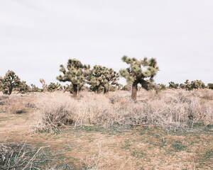 Fototapeta premium Joshua Trees and Prime Desert Woodland Reserve in Lancaster California.