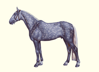 Oryol trotter dappled horse team mustang silky hair 