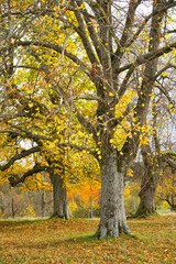 Fototapeta na wymiar Herbstbild - Spaziergang in der Natur, buntes Laub und goldene Abendstunde