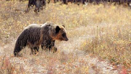 Grizzly Bear in the grass