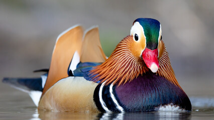 mandarin Duck male