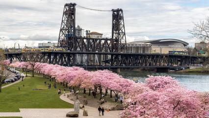 Cherry Blossoms, Portland Oregon