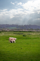 Lamb suckling and its mother in a field in spring