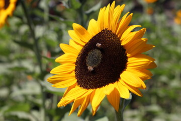 Sunflower and Bees