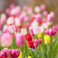 1:1スクエアサイズのチューリップ