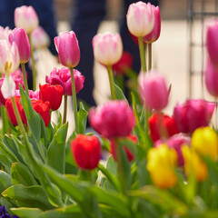 1:1スクエアサイズのチューリップ