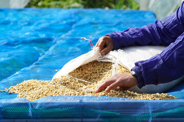 Harvesting red coffee beans, agriculture concept Harvest the Arabica coffee berries of the coffee plant. Farm organic arabica coffee beans, green robusta and arabica coffee berries by farmer's hands.