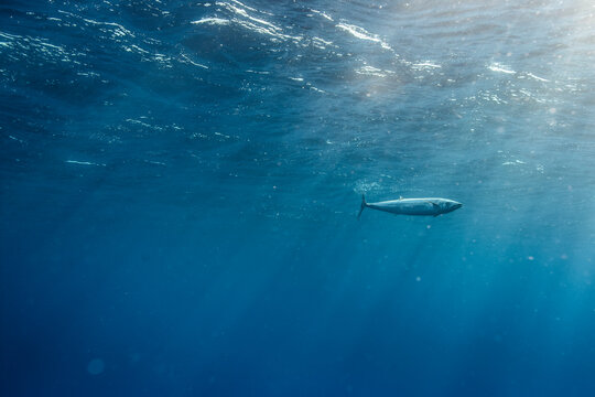 Barracuda (Sphyraena) fish swimming near water surface, Revillagigedo Islands, Colima, Mexico