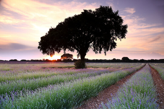 Lavender field, Brihuega, Guadalajara province, Castilla La Mancha, Spain
