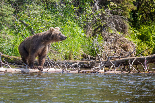 Alaskan Brown Bear on the Agulowak River