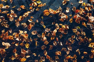 abstract dried leaves on black background