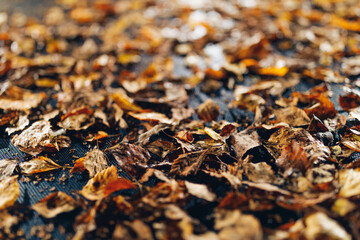 abstract dried leaves with backlight illumination
