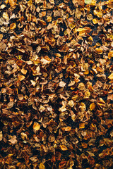 abstract dried leaves on black background