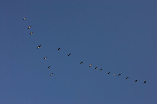 A flock of birds fly in formation near South Woodstock, Connecticut.