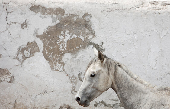A horse stands in a corral at a charreria competition in Mexico City