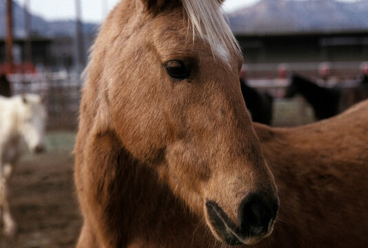 rodeo school