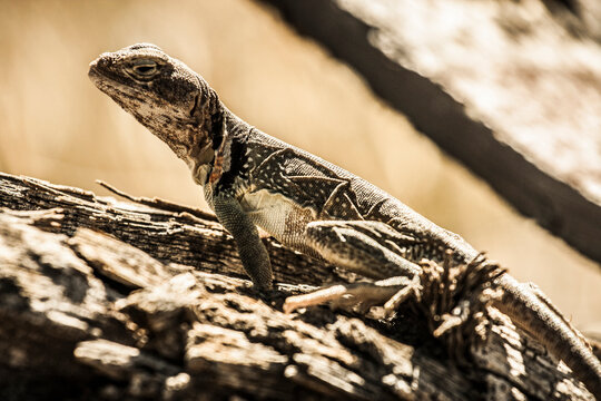 A lizard standing on a tree branc