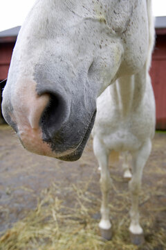 A closeup of a horses nose shot with wide angle lens.