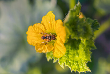 A flower with an insect on a melon twig