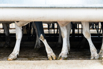 Detail of the legs of a line of cows going to graze in a field in Uruguay