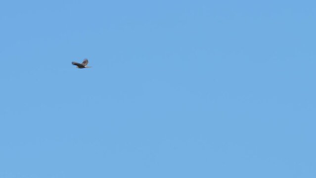 northern goshawk and osprey in flight