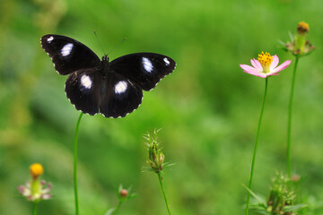 Fototapeta premium butterfly on grass